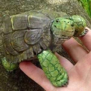 Meet your Posher, Juanita